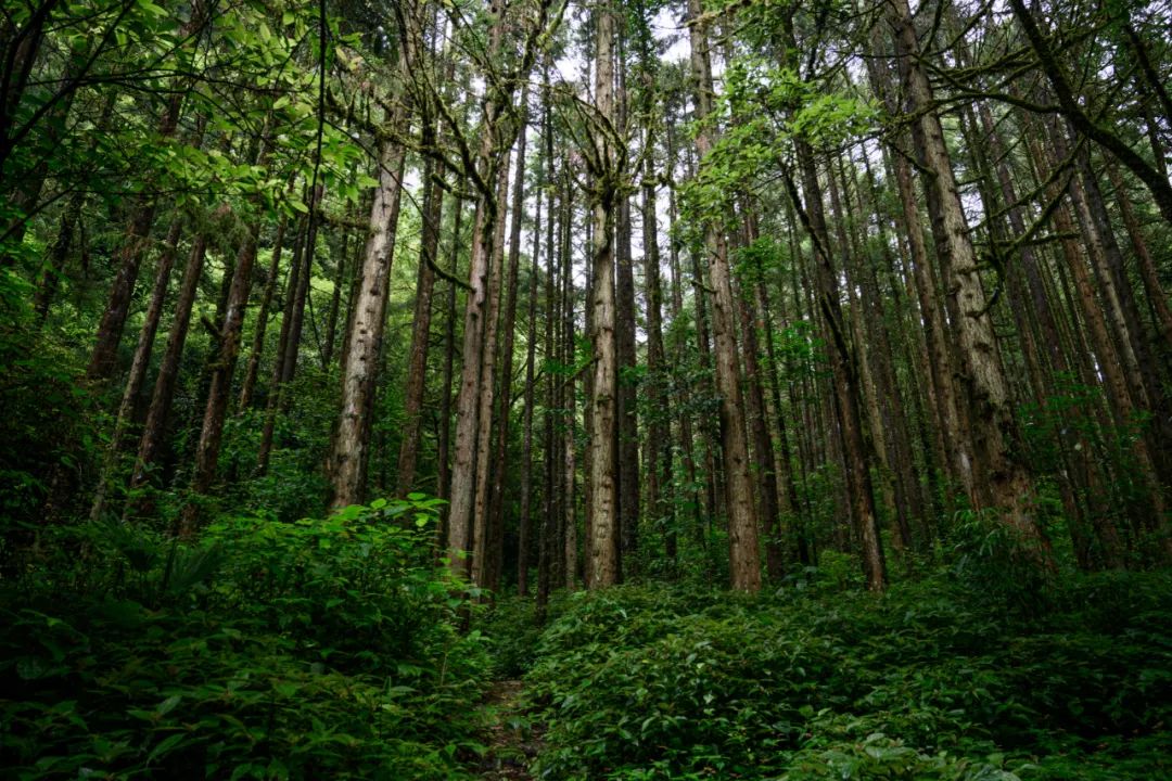在高黎贡山腾冲段内藏着一片世界上最大的人工秃杉林