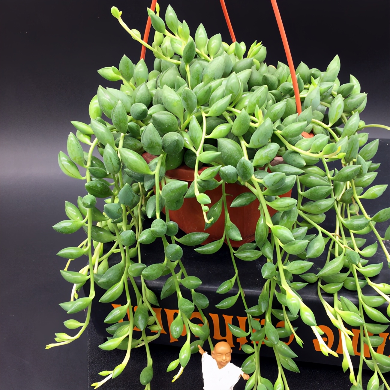 多肉植物"情人泪"的养护秘诀