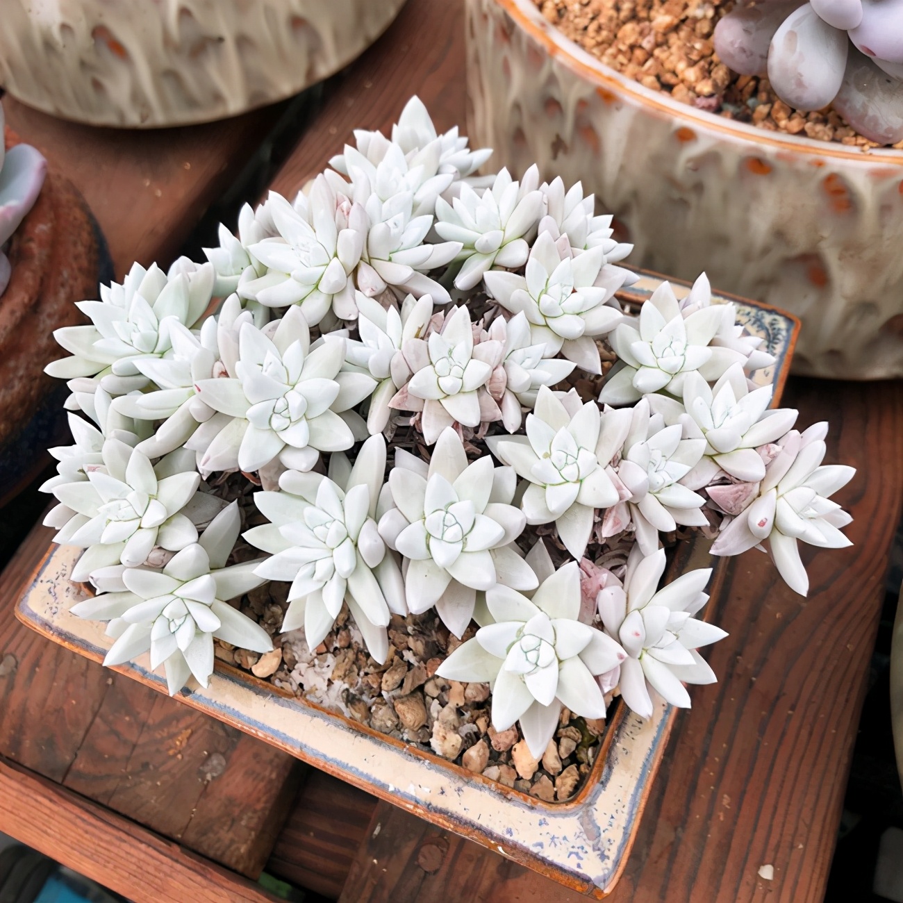 多肉植物白菊了解一下养护要点要知道出状态