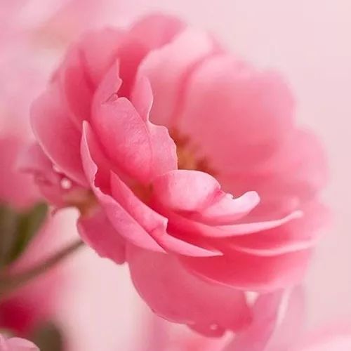 红尘如云,人与人之间感情深厚