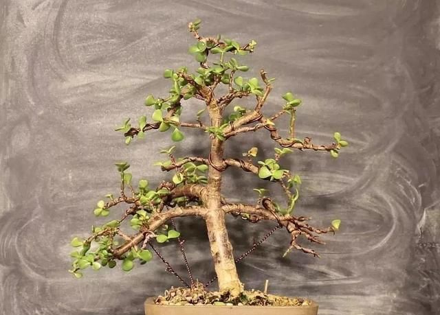 养金枝玉叶盆景光浇水施肥没用得会修剪才行枝叶一少价值高