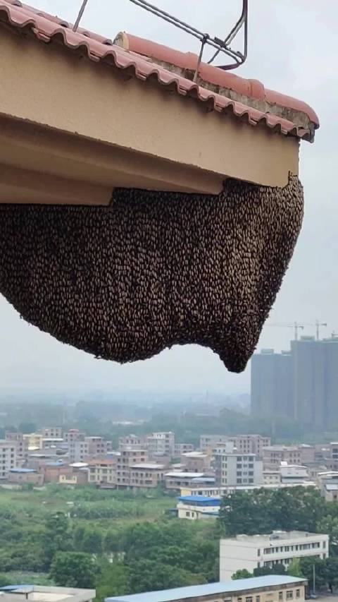 有哪些seo优化系统加盟平台