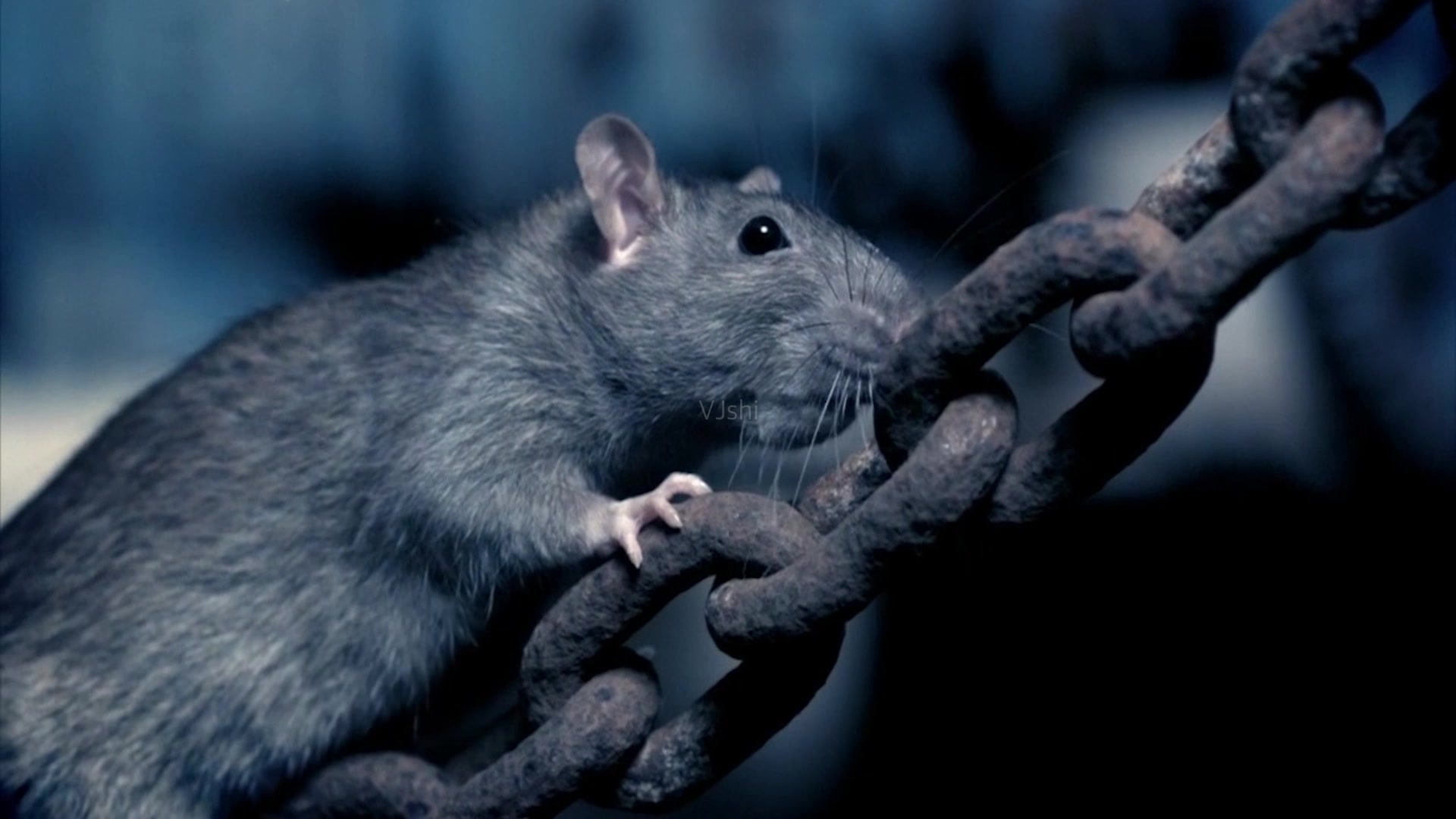 英国妇人散步遭近百只老鼠疯狂啃咬为何伦敦的老鼠多且恐怖