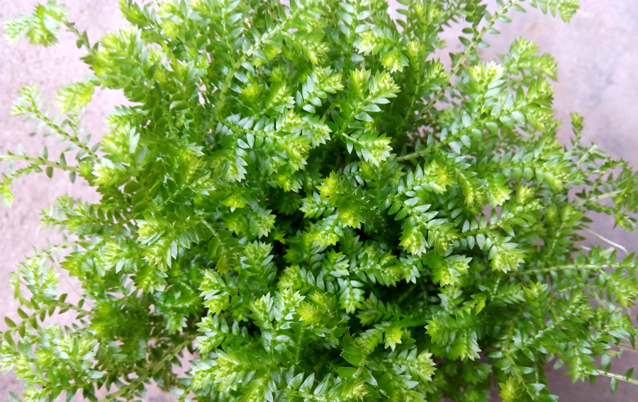 翠云草的日常养护,你也要学一下,很不错的花草