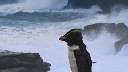 7分|bbc纪录片|豆瓣|帝企鹅_新浪新闻