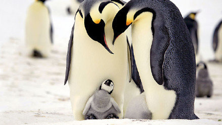 bbc纪录片《企鹅群里有特务》豆瓣9.7分