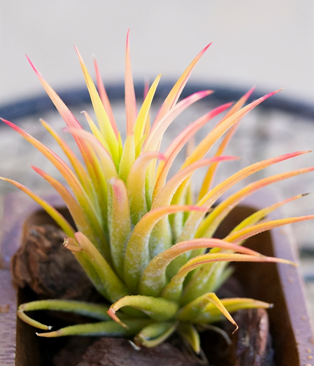 空气凤梨的花后养护4个基本点要照顾好