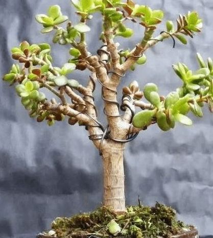 想把玉树打造成盆景,首先确定一个你理想中的造型,是观枝为主还是观叶