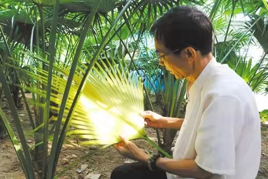 今日广东·乡音|一把葵扇,一夏清凉