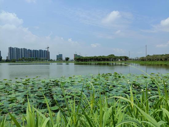 江门市新会区荷塘湿地成为城市美景