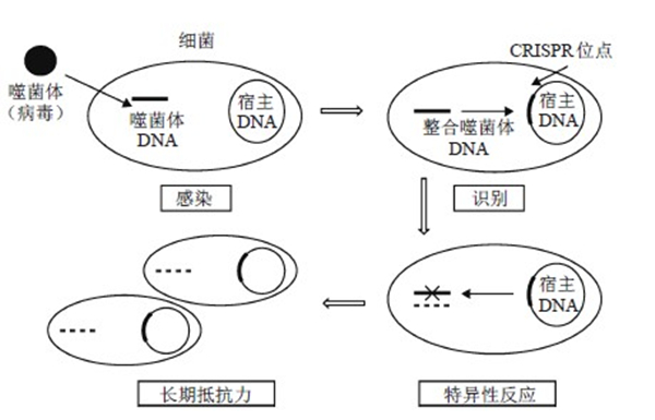 图1 细菌可以通过CRISPR/Cas系统对病毒产生特异性反应，该系统会复制出一个经过修饰的病毒序列（如虚线所示），细胞可以利用该序列来破坏入侵的噬菌体