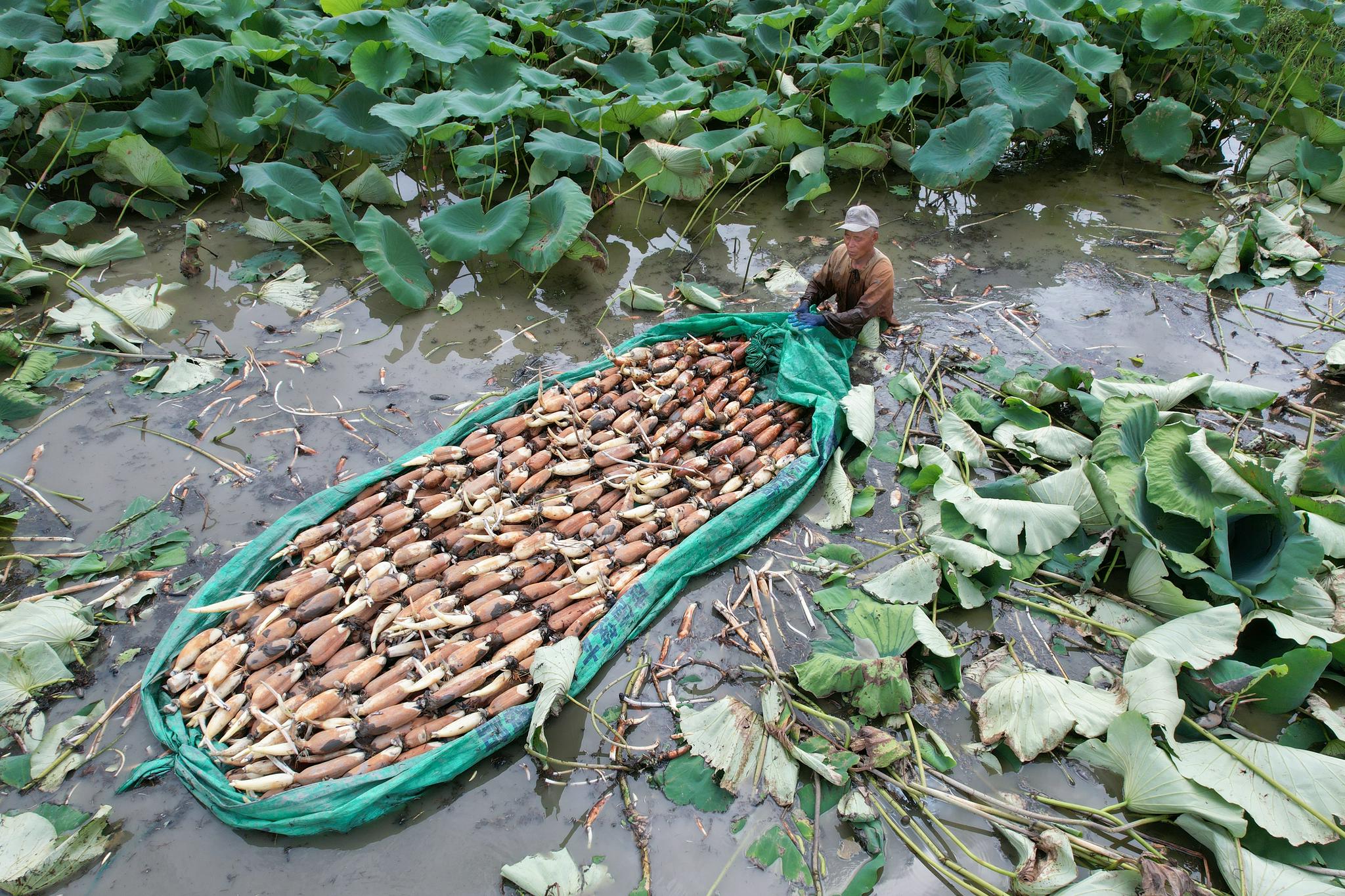 夏藕采摘正当时|藕塘|淤泥|幸福村_新浪新闻