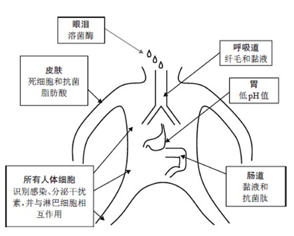 图2 所有人体细胞通过识别感染来增强人体的免疫力。此外，免疫系统还包括在体内外交界处形成关键屏障的离散结构以及明显属于免疫系统的其他结构