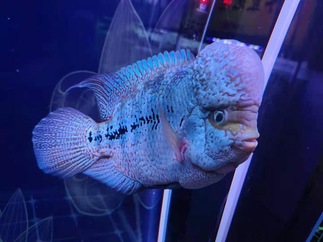 对付观赏鱼的体内疾病 只要鱼不死就可以慢慢治 着急也没用 观赏鱼 鱼友 鱼 新浪新闻