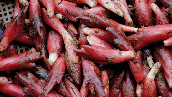 南通如东蘘荷成致富"金疙瘩" 亩收益高达2万元