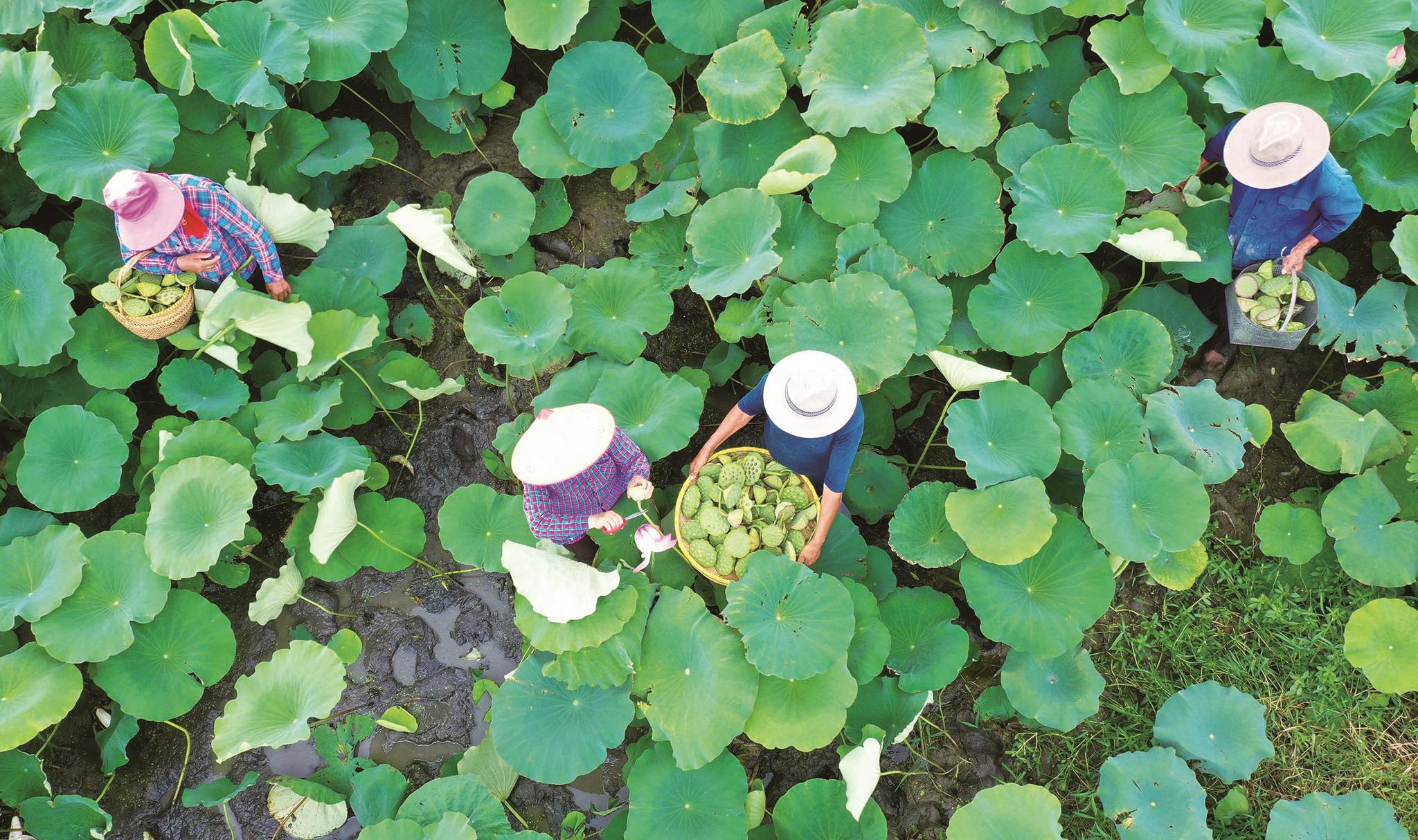 海安村民采摘新鲜莲蓬