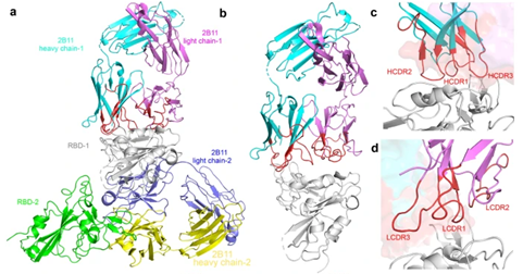 ▲2B11-Fab与SARS-CoV-2RBD复合物的晶体结构