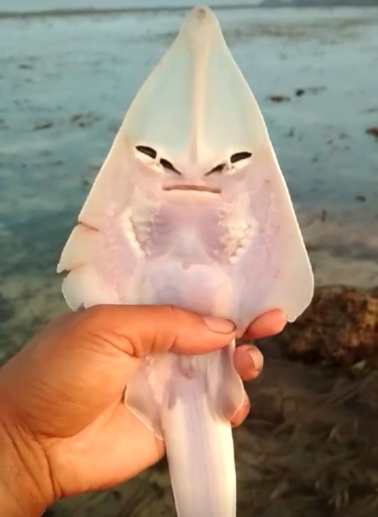 这条鱼长的太奇怪了,面部就像人脸一样,男子赶紧拿出手机拍摄,没想到