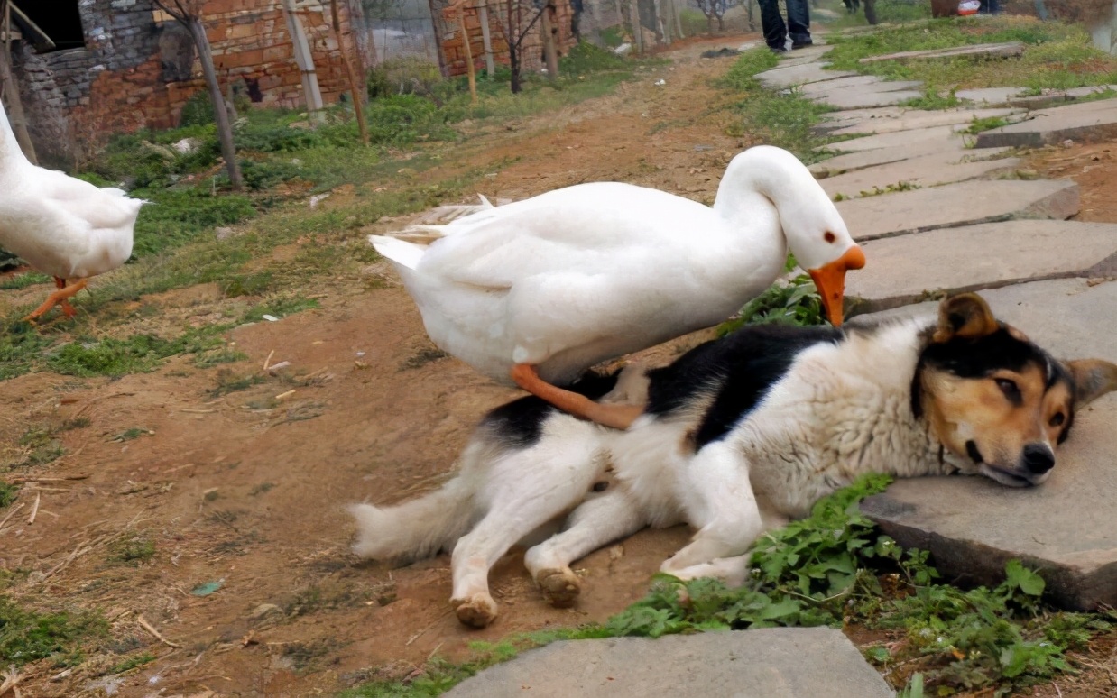 黄鼠狼为什么最怕鹅它究竟有何特殊本领你怕是不知道鹅啥段位