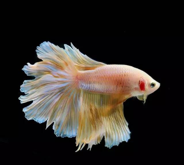 100条最美的鱼你见过几条