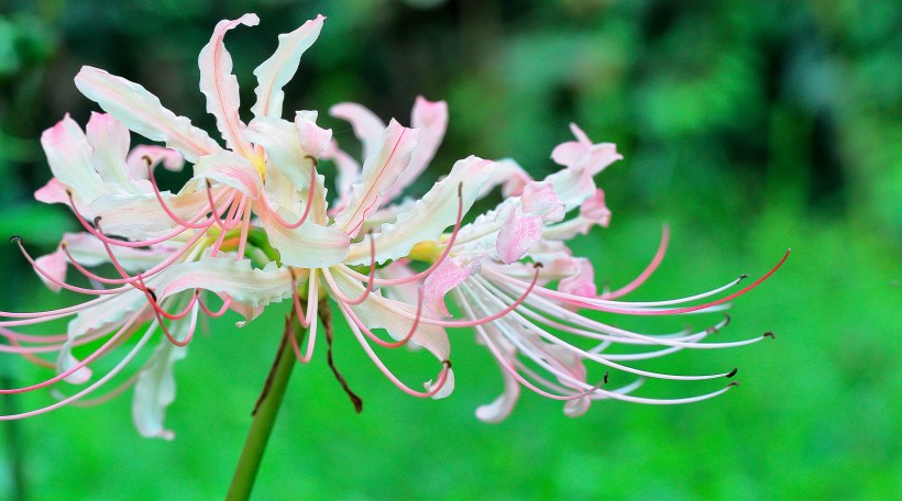 八月初期爱情未曾凋零主动示好矛盾解除的四大星座