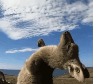 管晨辰为什么袋鼠摇?袋鼠摇手是什么梗什么意思它是体操动作吗