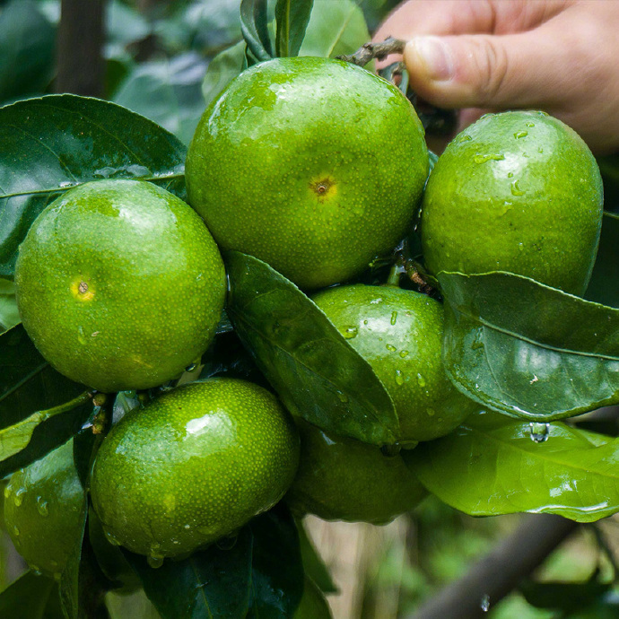 真怀念啊酸甜酸甜的绿皮橘子