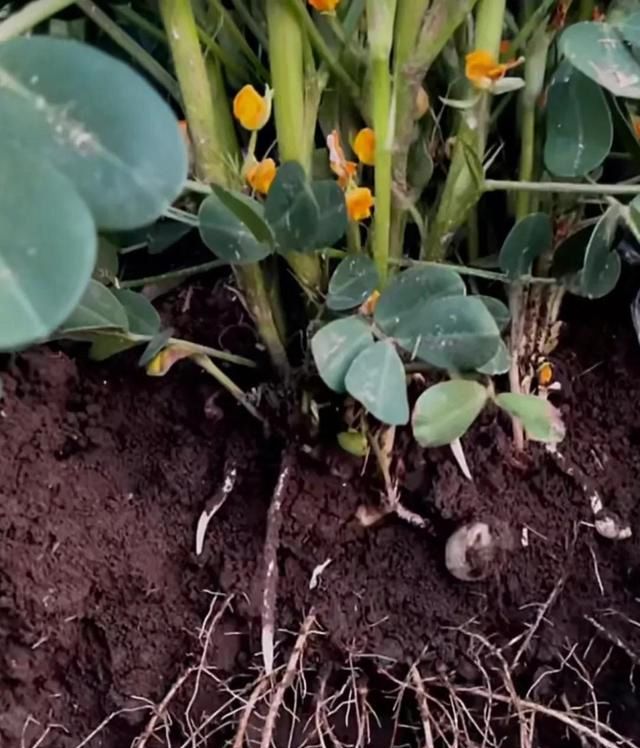 有经验的农民应该会发现,许多花生的花针遇到地膜后很难下扎到土壤中