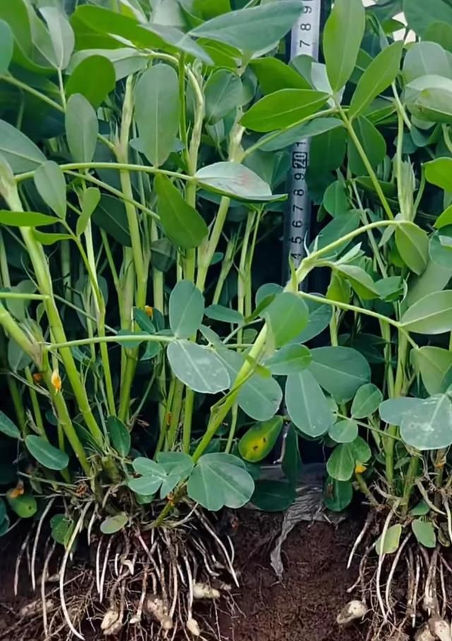 现在正是花生下针期,花生能否高产要看形成的果荚数量的多少,现在农民