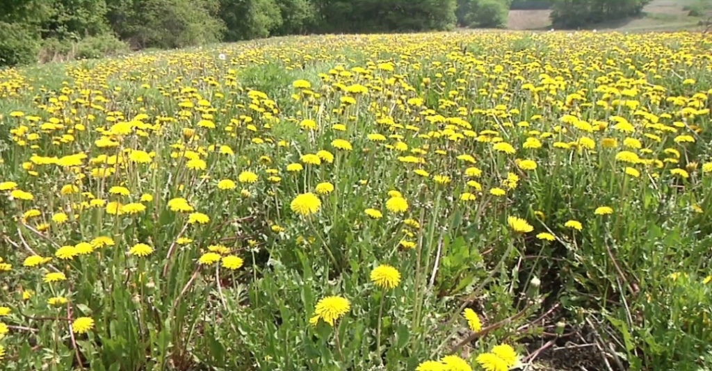 蒲公英种植时间(蒲公英种植时间及技术要点介绍)