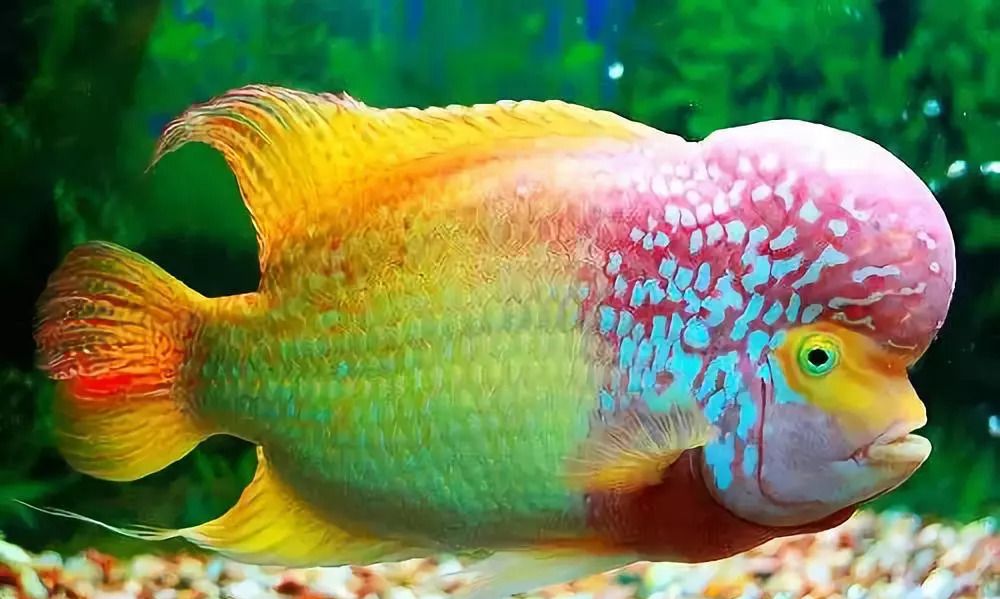 100条最美的鱼你见过几条