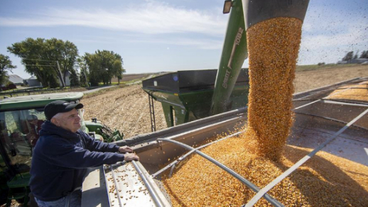 美国爱荷华州大西洋镇,农场主看着收获的玉米装上卡车图丨新华社