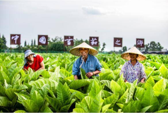 在一片叶子的旅行中 什邡锁定百亿"小目标"|什邡市|烟草|四川省_新浪