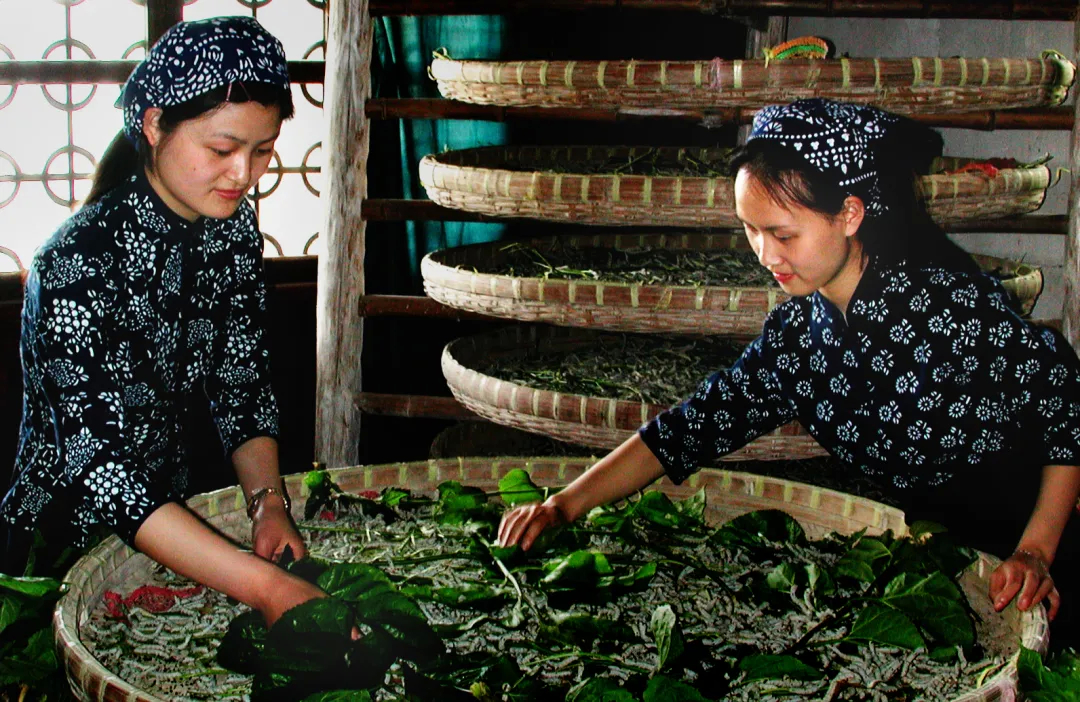 嘉兴首个桐乡蚕桑文化系统入选中国重要农业文化遗产项目