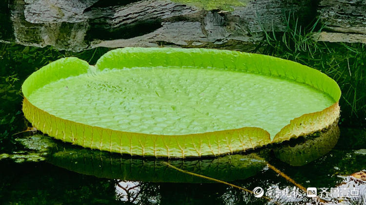 情报站霸气王莲叶如圆盘壹粉带你邂逅大明湖畔的水中大力士