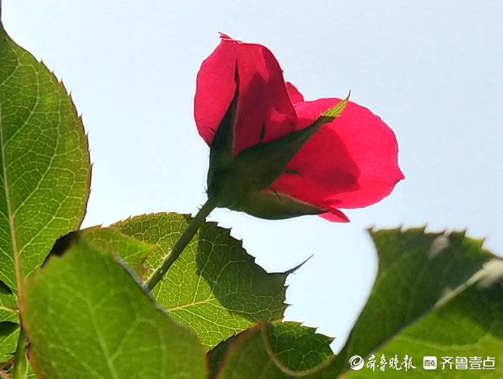 月季月月开花天天香 月月 月季花 马头镇 新浪新闻