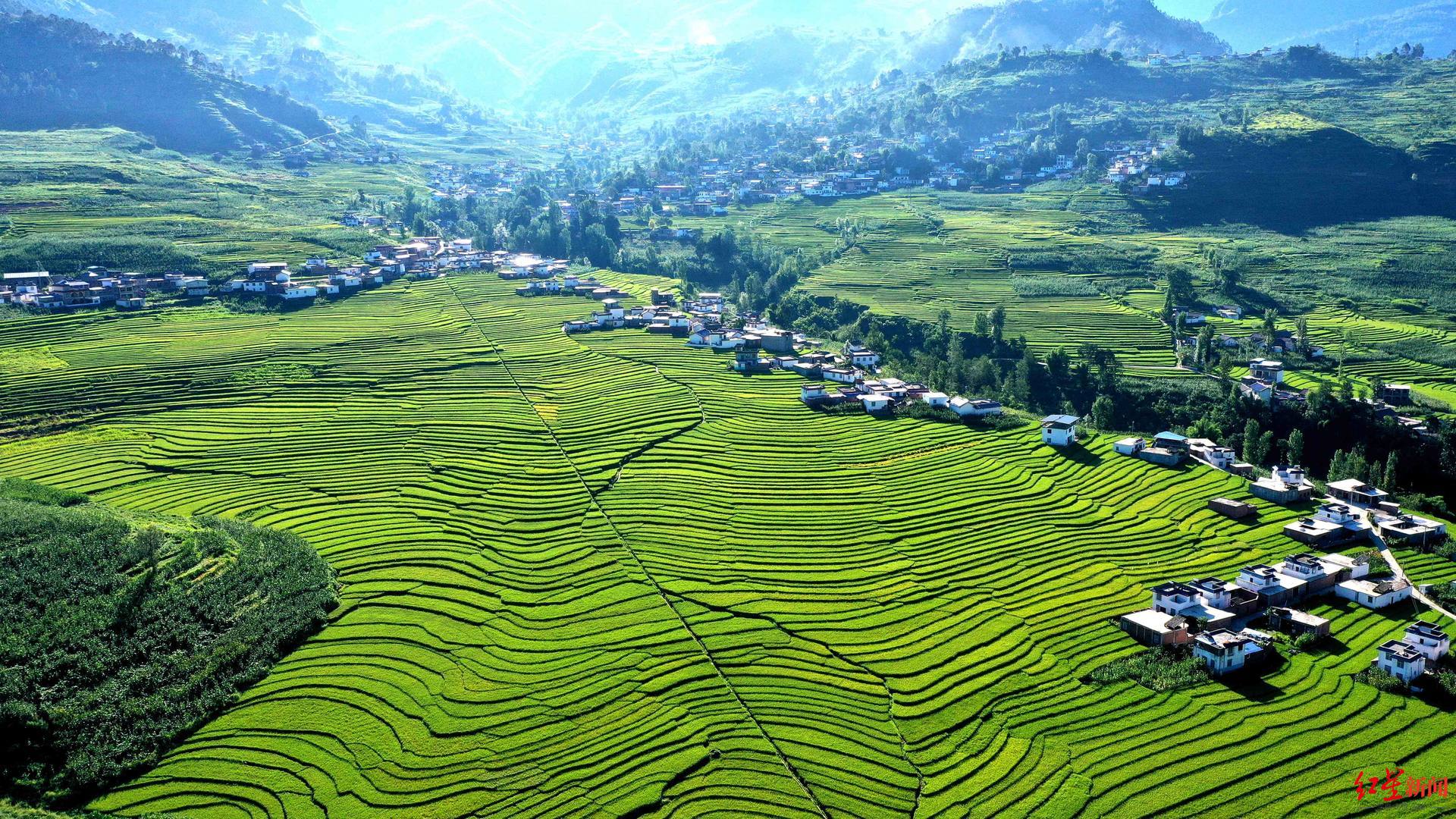 美景四川甘洛万亩梯田稻谷黄了老阿妈笑了今年稻谷长势好