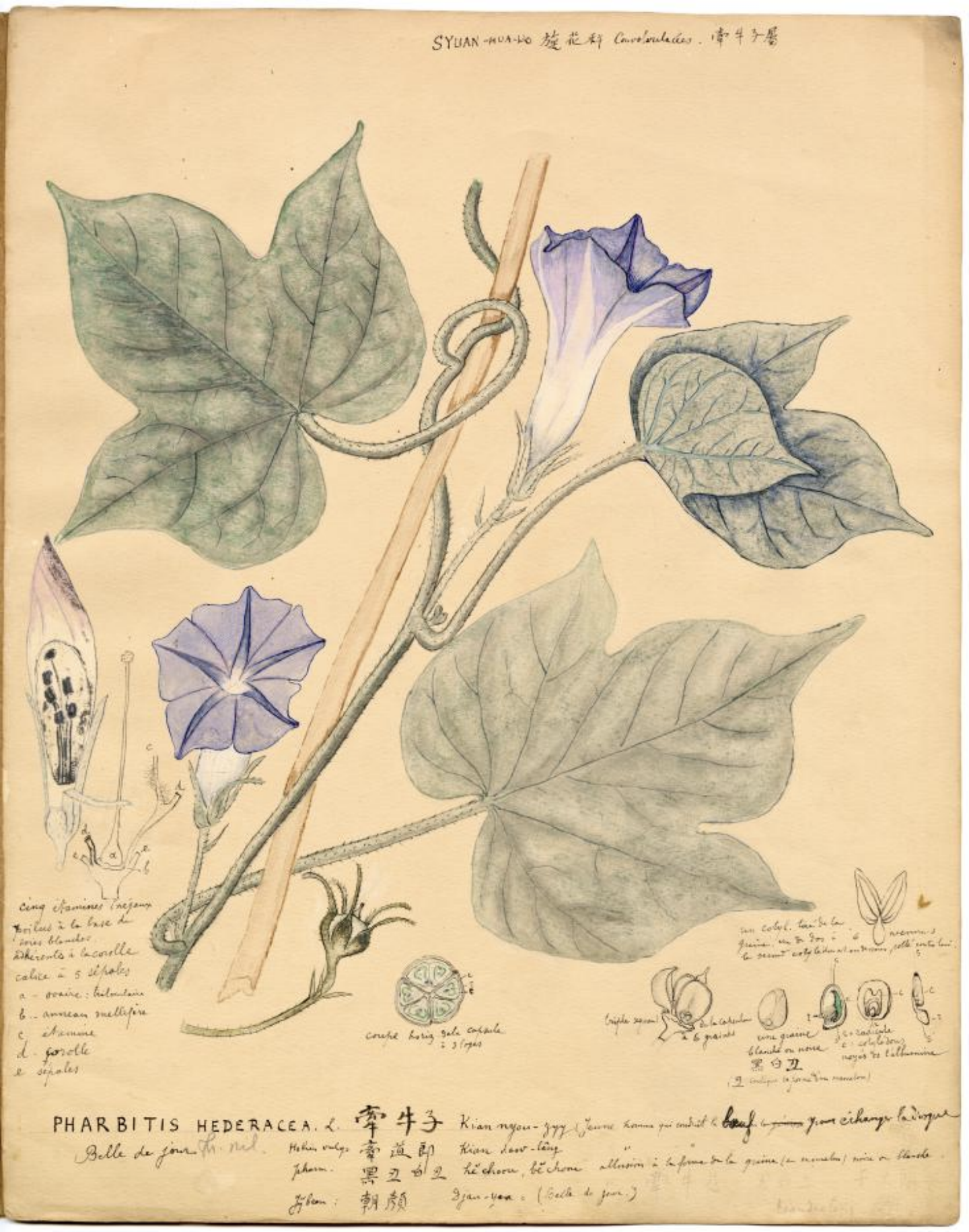 识草绘木北疆博物院藏植物科学画展在深圳博物馆开幕