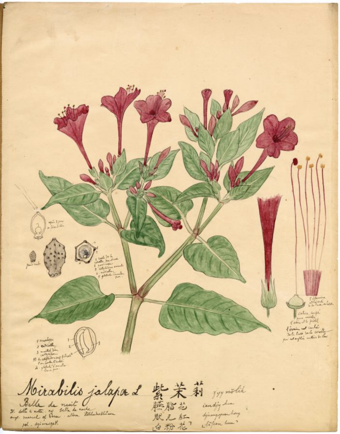 紫茉莉(原标题《"识草绘木——北疆博物院藏植物科学画展"在深圳博物