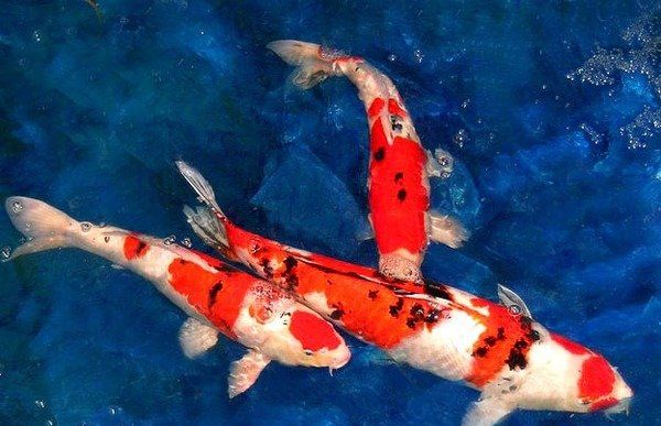 心理测试3条锦鲤你喜欢哪个测你这辈子生儿子还是女儿