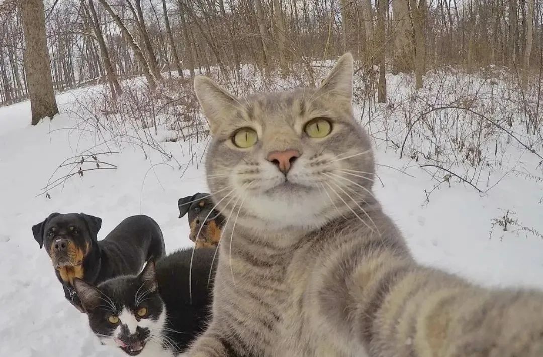 这只猫咪的自拍照火了