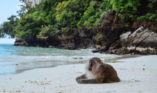 泰国猴子岛,没有游客,他们简直活成了神仙