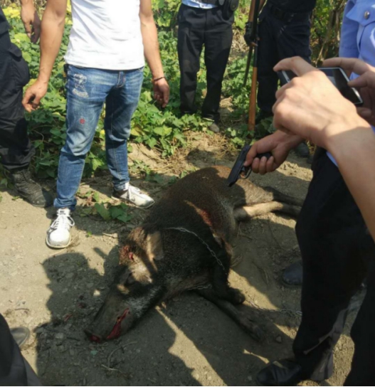 多地出现野猪泛滥又伤人又糟蹋粮食为什么我国还保护它