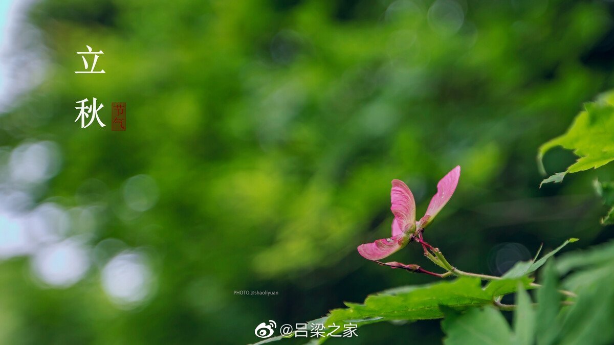 立秋，是农历二十四节气中的第13个节气，更是秋天的第一个节气……|二十四节气|节气|农历_新浪新闻