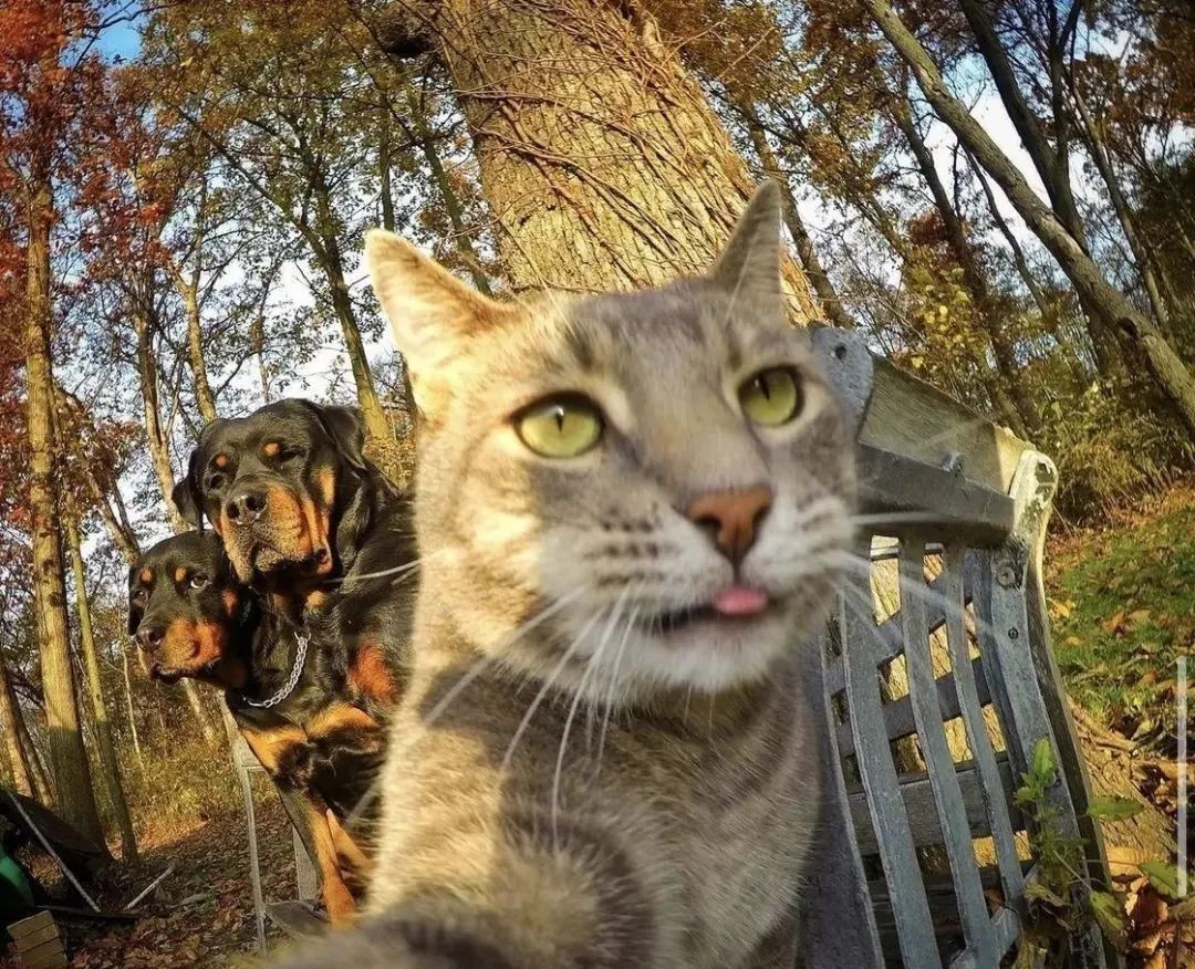 这只猫咪的自拍照火了