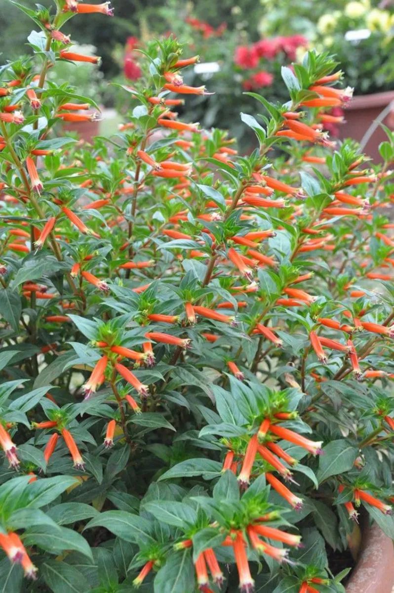 花朵如同小火焰般的雪茄花,适合养成阳台小盆栽,常年都可以开花|雪茄|