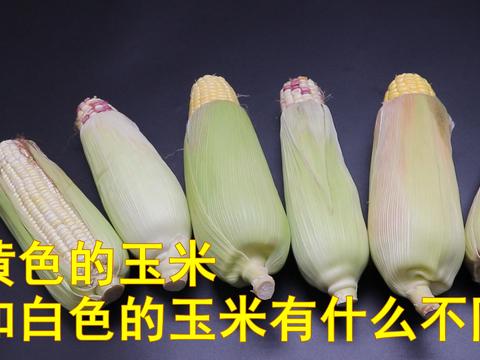 黄玉米和白玉米有什么区别?好多人不懂得,长见识了