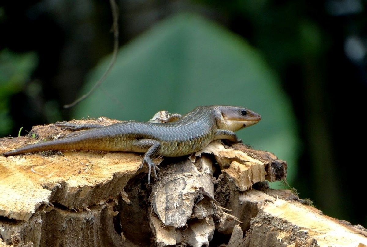 小时候农村常见的狗婆蛇能够断尾逃生为何现在见不到了