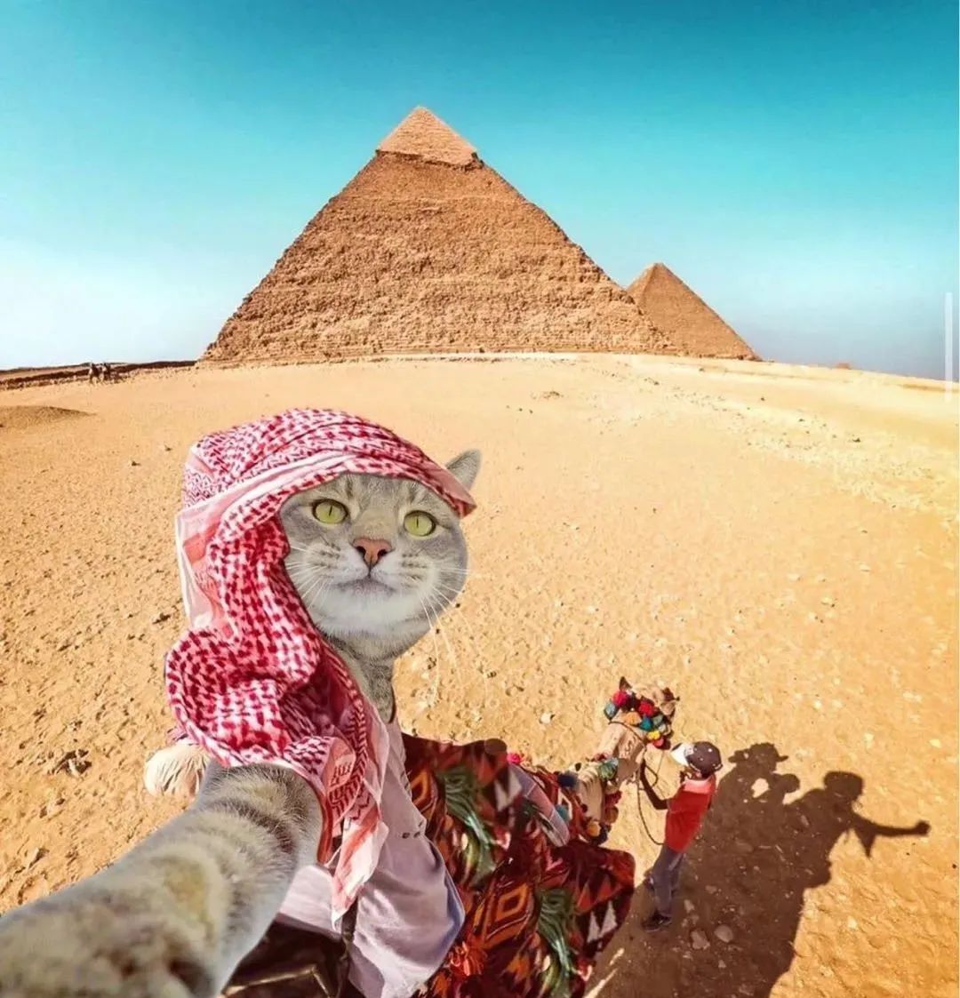 这只猫咪的自拍照火了