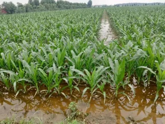 暴雨过后积水的玉米田。图/受访者提供